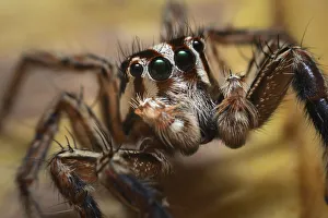 Jumping spider (Salticidae sp), close up. Wuliangshan Nature Reserve, Jingdong, Yunnan Province Jumping spider (Salticidae sp), close up. Wuliangshan Nature Reserve, Jingdong, Yunnan Province