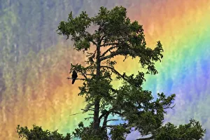 Jungle Crow (Corvus macrorhynchos) perched on tree branch with rainbow, Shejila mountain Jungle Crow (Corvus macrorhynchos) perched on tree branch with rainbow, Shejila mountain