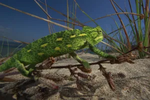 Juvenile African chameleon (Chamaeleo africanus) on twig, Southern Peloponnes, Greece, May 2009 Juvenile African chameleon (Chamaeleo africanus) on twig, Southern Peloponnes, Greece, May 2009