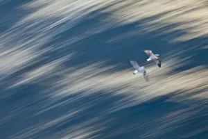 Two juvenile Atlantic yellow legged gulls (Larus michahellis) in flight, Izmir, Turkey Two juvenile Atlantic yellow legged gulls (Larus michahellis) in flight, Izmir, Turkey