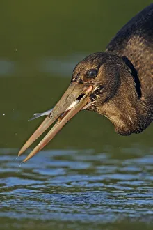Juvenile Black stork (Ciconia nigra) with caught fish, Elbe Biosphere Reserve, Lower Saxony Juvenile Black stork (Ciconia nigra) with caught fish, Elbe Biosphere Reserve, Lower Saxony