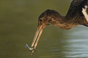 Juvenile Black stork (Ciconia nigra) with fish in beak, Elbe Biosphere Reserve, Lower Saxony Juvenile Black stork (Ciconia nigra) with fish in beak, Elbe Biosphere Reserve, Lower Saxony