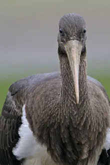 Juvenile Black stork (Ciconia nigra) portrait, Elbe Biosphere Reserve, Lower Saxony Juvenile Black stork (Ciconia nigra) portrait, Elbe Biosphere Reserve, Lower Saxony