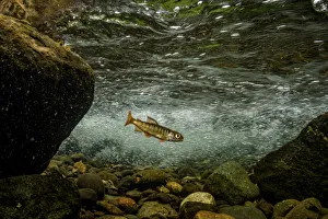 Juvenile Coho salmon (Oncorhynchus kisutch) resting in an eddy of the fast-moving Campbell River, Vancouver Island Juvenile Coho salmon (Oncorhynchus kisutch) resting in an eddy of the fast-moving Campbell River, Vancouver Island