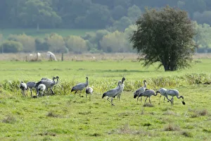 Juvenile Common / Eurasian cranes (Grus grus) recently released by the Great Crane Juvenile Common / Eurasian cranes (Grus grus) recently released by the Great Crane