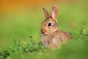 Juvenile European rabbit (Oryctolagus cuniculus) in public park, Edinburgh, Scotland Juvenile European rabbit (Oryctolagus cuniculus) in public park, Edinburgh, Scotland