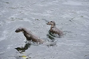 Two juvenile European river otters (Lutra lutra) fishing / foraging by porpoising Two juvenile European river otters (Lutra lutra) fishing / foraging by porpoising