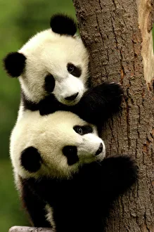 Juvenile Giant Pandas (Ailuropoda melanoleuca) climbing a tree trunk Juvenile Giant Pandas (Ailuropoda melanoleuca) climbing a tree trunk