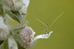 Juvenile Grasshopper on a woolly Foxglove flower(Digitalis lanata) Bulgaria, May 2008 Juvenile Grasshopper on a woolly Foxglove flower(Digitalis lanata) Bulgaria, May 2008