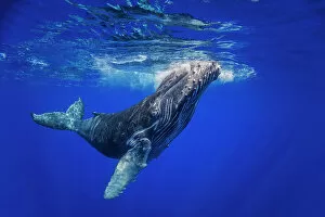 Prints for your Bathroom Collection: Juvenile Humpback whale (Megaptera novaeangliae) swimming up to the surface, Hawaii, Pacific Ocean