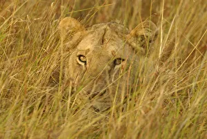 Juvenile lion lying hidden in grass {Panthera leo} Masai Mara, Kenya Juvenile lion lying hidden in grass {Panthera leo} Masai Mara, Kenya