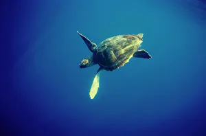 Juvenile Loggerhead turtle {Caretta caretta} underwater, Azores, Atlantic Juvenile Loggerhead turtle {Caretta caretta} underwater, Azores, Atlantic