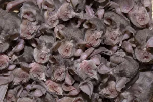 Juvenile Mehelys horseshoe bats (Rhinolophus mehelyi) roosing in cave, Bulgaria Juvenile Mehelys horseshoe bats (Rhinolophus mehelyi) roosing in cave, Bulgaria