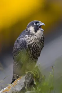 Juvenile Peregrine falcon (Falco peregrinus) vocalising whilst perched in the Avon Gorge Juvenile Peregrine falcon (Falco peregrinus) vocalising whilst perched in the Avon Gorge