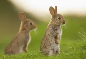 Two juvenile Rabbits (Oryctolagus cuniculus) sitting upright near their warren Two juvenile Rabbits (Oryctolagus cuniculus) sitting upright near their warren