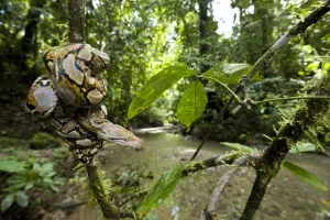 Juvenile Reticulated python (Python reticulatus) resting coiled round sapling by a stream Juvenile Reticulated python (Python reticulatus) resting coiled round sapling by a stream