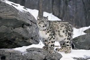 Juvenile Snow leopard {Panthera uncia} captive Juvenile Snow leopard {Panthera uncia} captive