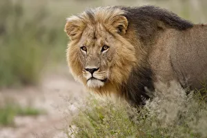 Kalahari black maned African lion (Panthera leo) male, Central Kalahari desert, Botswana Kalahari black maned African lion (Panthera leo) male, Central Kalahari desert, Botswana