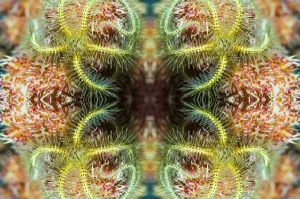 Kaleidoscopic image of brittle star (Ophiothrix sp), North Sulawesi, Indonesia Kaleidoscopic image of brittle star (Ophiothrix sp), North Sulawesi, Indonesia