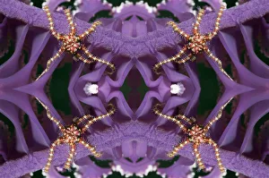 Kaleidoscopic image of Brittlestar (Ophiothrix sp.) on Sea pen (Virgularia sp.) Kaleidoscopic image of Brittlestar (Ophiothrix sp.) on Sea pen (Virgularia sp.)