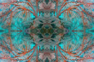 Kaleidoscopic image of Gorgonian sea fan (Melithaea sp.) Similan Islands, Andaman Sea, Thailand Kaleidoscopic image of Gorgonian sea fan (Melithaea sp.) Similan Islands, Andaman Sea, Thailand
