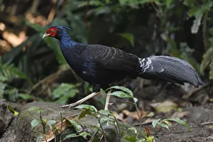 Kalij pheasant (Lophura leucomelanos) walking on ground through a forest in Hong Bung He Kalij pheasant (Lophura leucomelanos) walking on ground through a forest in Hong Bung He