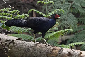 Kalij pheasant (Lophura leucomelanos) Tongbiguan Nature Reserve, Dehong, Yunnan, China Kalij pheasant (Lophura leucomelanos) Tongbiguan Nature Reserve, Dehong, Yunnan, China