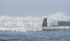 A Kamchatka Brown Bear (Ursus arctos beringianus) standing in breaking waves A Kamchatka Brown Bear (Ursus arctos beringianus) standing in breaking waves