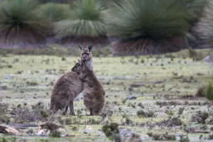 Two Kangaroo Island kangaroo joeys (Macropus fuliginosus fuliginosus) Two Kangaroo Island kangaroo joeys (Macropus fuliginosus fuliginosus)