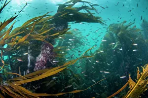 2019 august highlights/kelp forest laminaria digitata small fish 2019 august highlights/kelp forest laminaria digitata small fish
