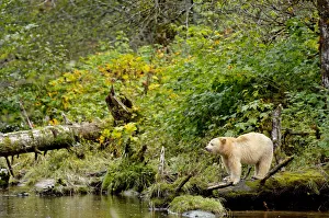 Kermode / Spirit bear (Ursus americanus Kermodei), white morph of black bear, standing Kermode / Spirit bear (Ursus americanus Kermodei), white morph of black bear, standing