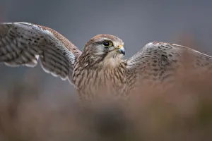 Kestrel (Falco tinnunculus) on heather moorland. Glenfeshie, Scotland, February Kestrel (Falco tinnunculus) on heather moorland. Glenfeshie, Scotland, February