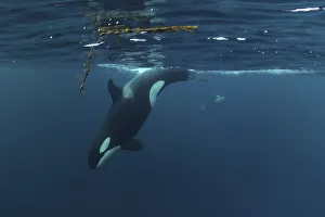 Killer whale / Orca (Orcinus orca) diving, Kristiansund, Nordmre, Norway, February 2009 Killer whale / Orca (Orcinus orca) diving, Kristiansund, Nordmre, Norway, February 2009