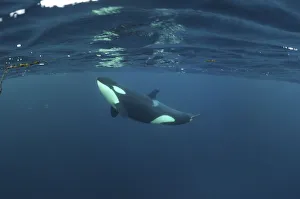 Killer whale / Orca (Orcinus orca) just below the surface, Kristiansund, Nordmore Killer whale / Orca (Orcinus orca) just below the surface, Kristiansund, Nordmore