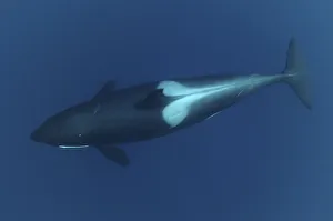 Killer whale / Orca (Orcinus orca) underwater, Kristiansund, Nordmre, Norway, February Killer whale / Orca (Orcinus orca) underwater, Kristiansund, Nordmre, Norway, February