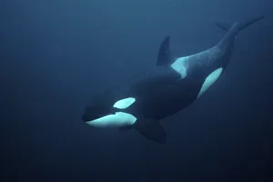 Killer whale / Orca (Orcinus orca) underwater, Tysfjord, Norway, November Killer whale / Orca (Orcinus orca) underwater, Tysfjord, Norway, November