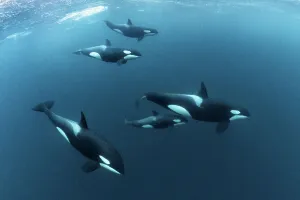 Killer whales / Orcas (Orcinus orca) large pod including calf traveling together while Killer whales / Orcas (Orcinus orca) large pod including calf traveling together while