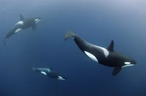 Three Killer whales / Orcas (Orcinus orca) underwater, Kristiansund, Nordmore, Norway Three Killer whales / Orcas (Orcinus orca) underwater, Kristiansund, Nordmore, Norway