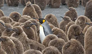 King Penguin (Aptenodytes patagonicus) adult surrounded by huddled chicks, riding King Penguin (Aptenodytes patagonicus) adult surrounded by huddled chicks, riding