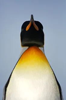 King penguin {Aptenodytes patagonicus} portrait, Falkland Islands King penguin {Aptenodytes patagonicus} portrait, Falkland Islands