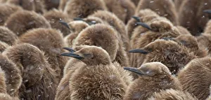 King Penguin chicks (Aptenodytes patagonicus) huddling together in blowing snow for King Penguin chicks (Aptenodytes patagonicus) huddling together in blowing snow for