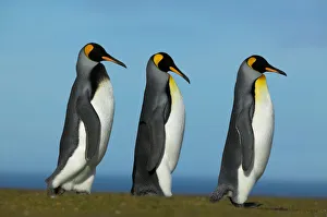 King penguin courtship (Aptenodytes patagonicus) Falkland Islands King penguin courtship (Aptenodytes patagonicus) Falkland Islands