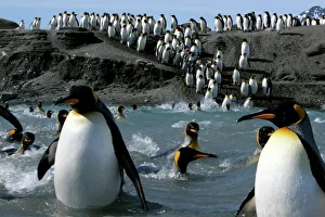 King penguins (Aptenodytes patagonicus) crossing water to reach breeding site, South Georgia King penguins (Aptenodytes patagonicus) crossing water to reach breeding site, South Georgia