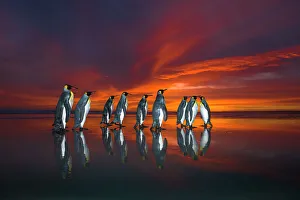 King penguins (Aptenodytes patagonicus) at sunrise, Falklands. Highly honoured in the Ocean View Category of King penguins (Aptenodytes patagonicus) at sunrise, Falklands. Highly honoured in the Ocean View Category of