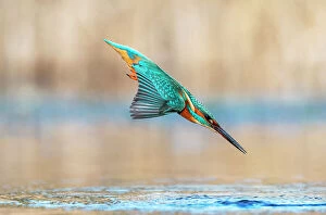 Prints for your Bathroom Collection: Kingfisher (Alcedo atthis) diving into water to catch fish, Near Bourne, Lincolnshire, England