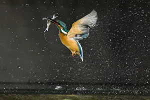 Kingfisher (Alcedo atthis) in flight carrying fish, Balatonfuzfo, Hungary, January 2009 Kingfisher (Alcedo atthis) in flight carrying fish, Balatonfuzfo, Hungary, January 2009