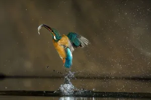 Kingfisher (Alcedo atthis) flying out of water with fish, Balatonfuzfo, Hungary Kingfisher (Alcedo atthis) flying out of water with fish, Balatonfuzfo, Hungary