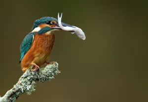 Kingfisher (Alcedo atthis) perched with fish in beak. Worcestershire, UK, September Kingfisher (Alcedo atthis) perched with fish in beak. Worcestershire, UK, September