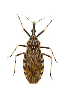 Kissing bug (Rhodnius pictipes), an important vector in the spread of Chagas disease Kissing bug (Rhodnius pictipes), an important vector in the spread of Chagas disease