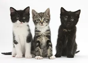 Three kittens with different black and white markings, sitting together, against Three kittens with different black and white markings, sitting together, against